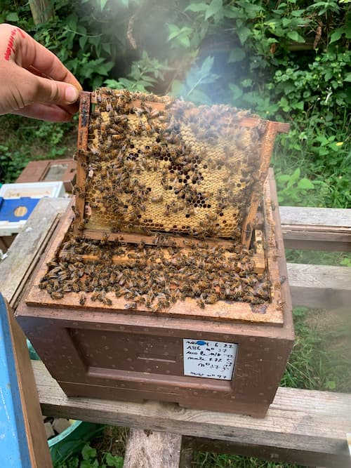 photo apiculteur devant ses ruches